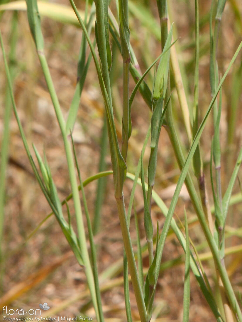 Tragopogon hybridus - Folha | Miguel Porto; CC BY-NC 4.0