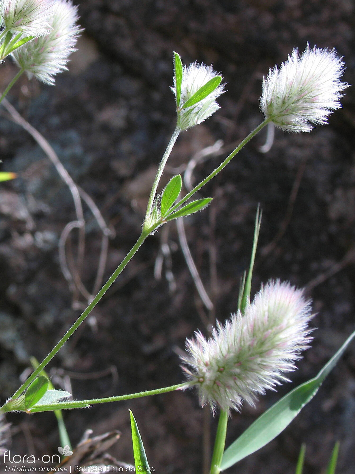 Trifolium arvense - Flor (geral) | Patrícia Pinto da Silva; CC BY-NC 4.0