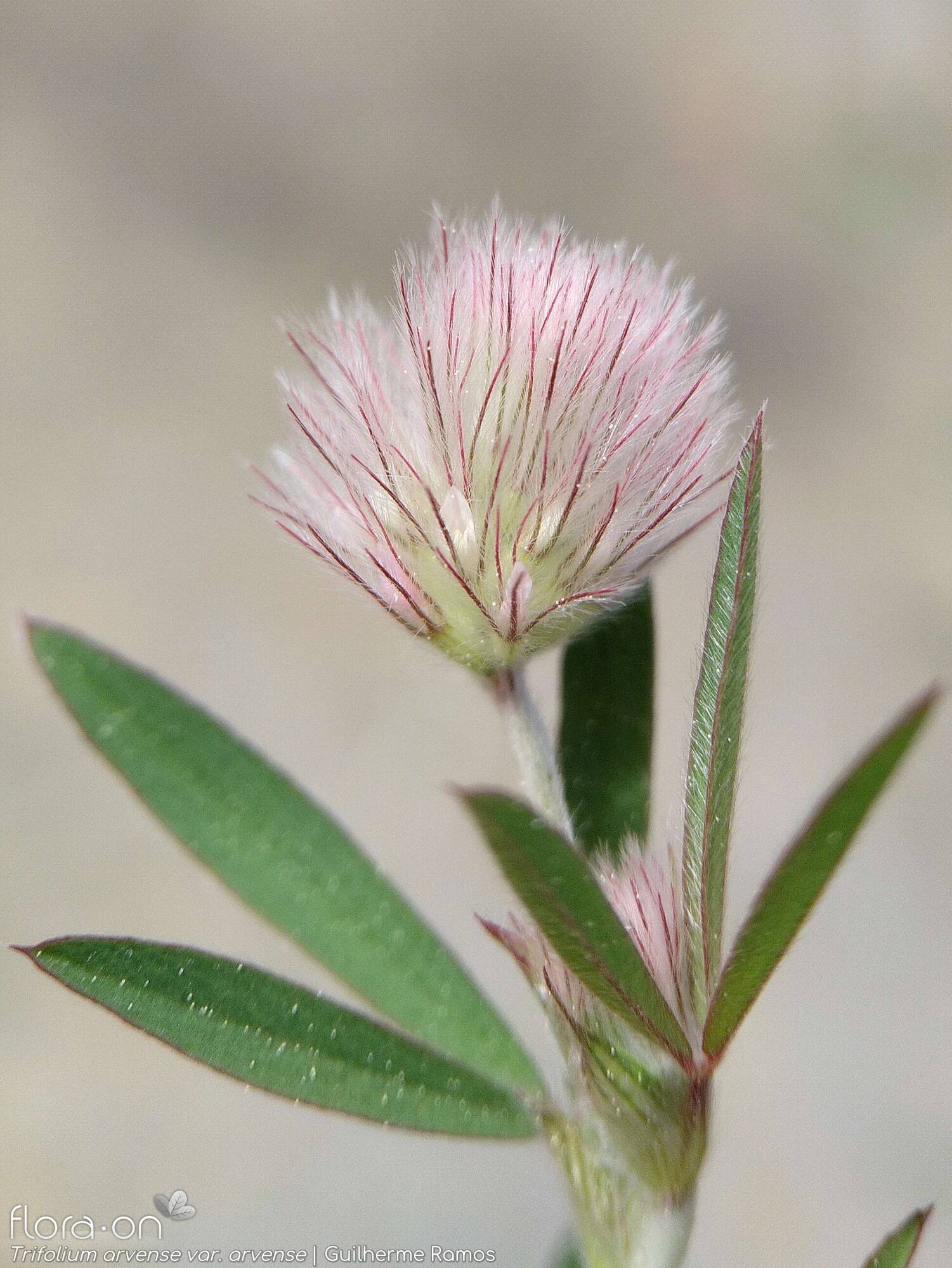 Trifolium arvense - Flor (geral) | Guilherme Ramos; CC BY-NC 4.0