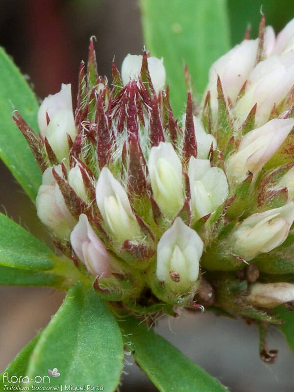 Trifolium bocconei - Flor (close-up) | Miguel Porto; CC BY-NC 4.0
