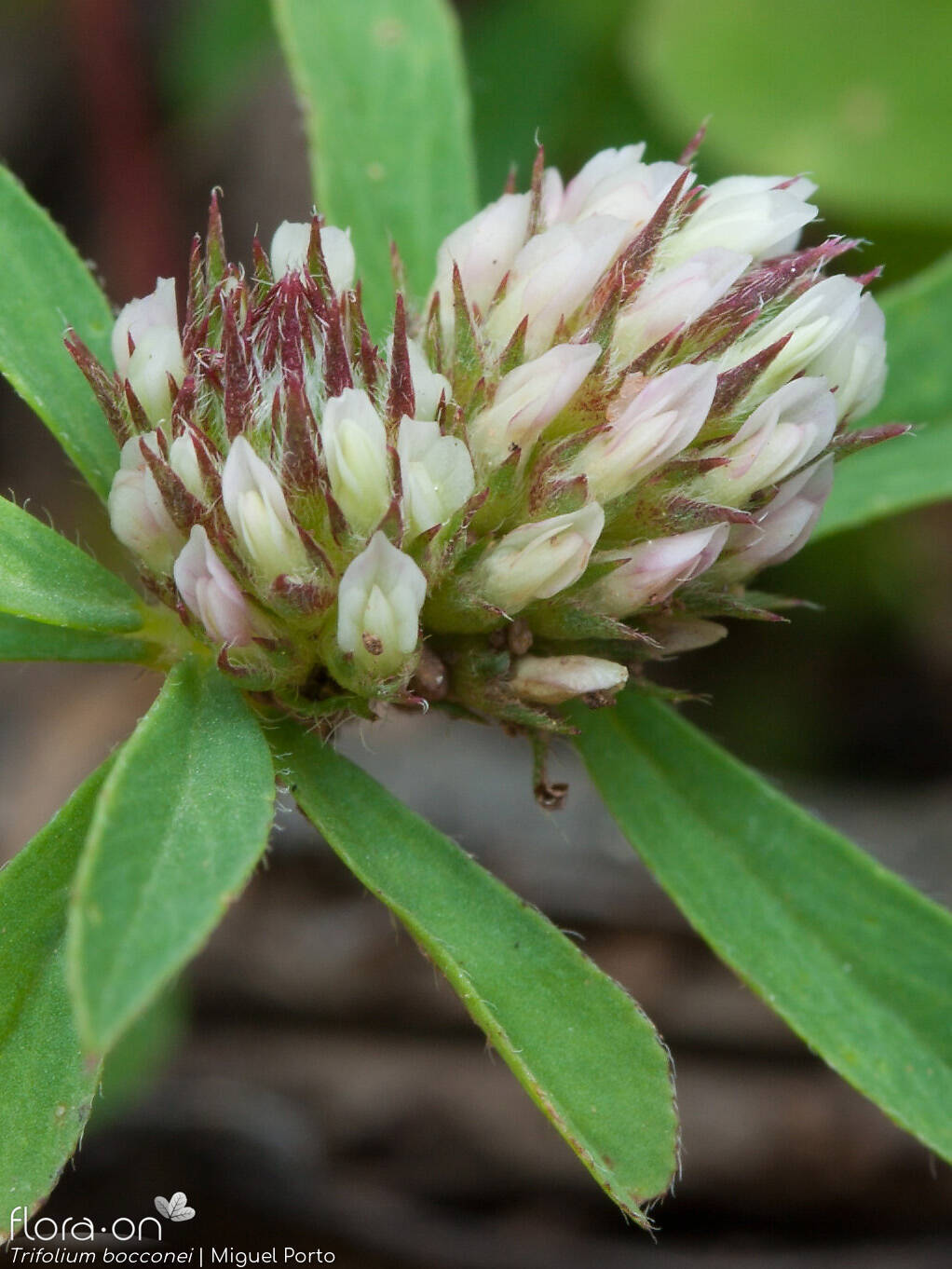 Trifolium bocconei - Flor (geral) | Miguel Porto; CC BY-NC 4.0