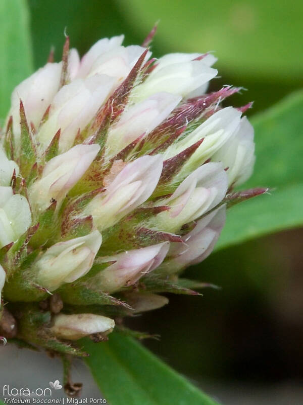 Trifolium bocconei - Flor (close-up) | Miguel Porto; CC BY-NC 4.0