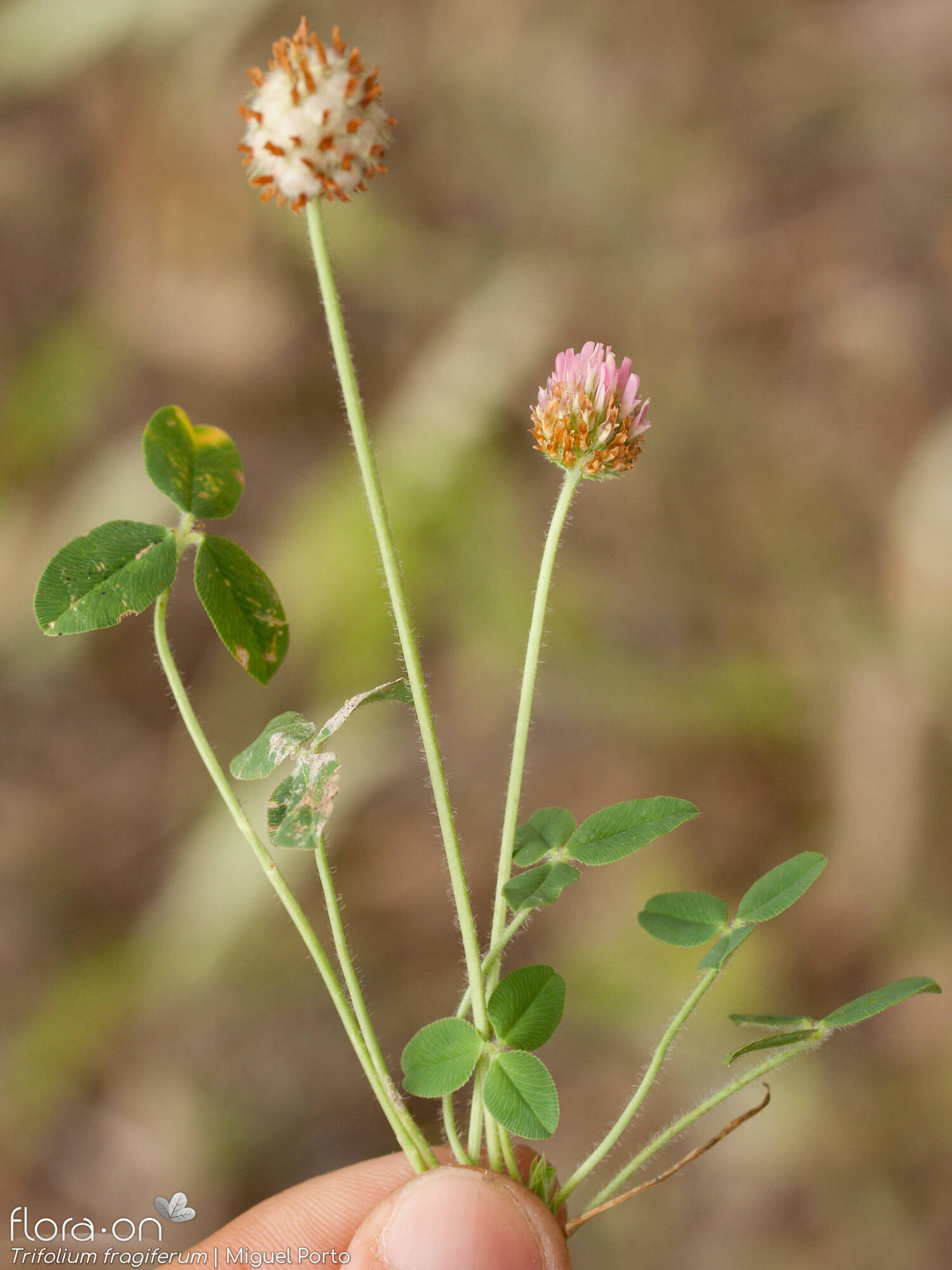 Trifolium fragiferum - Hábito | Miguel Porto; CC BY-NC 4.0