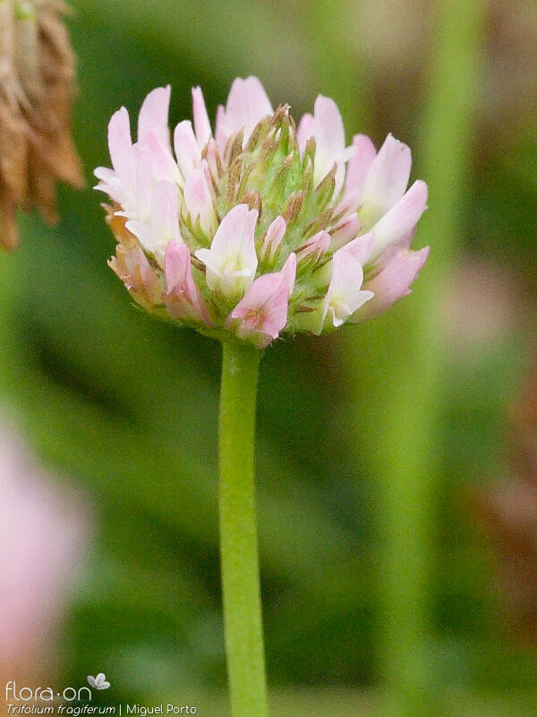 Trifolium fragiferum - Flor (geral) | Miguel Porto; CC BY-NC 4.0