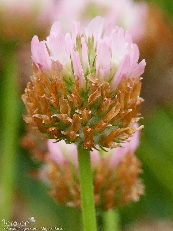 Trifolium fragiferum - Flor (geral) | Miguel Porto; CC BY-NC 4.0