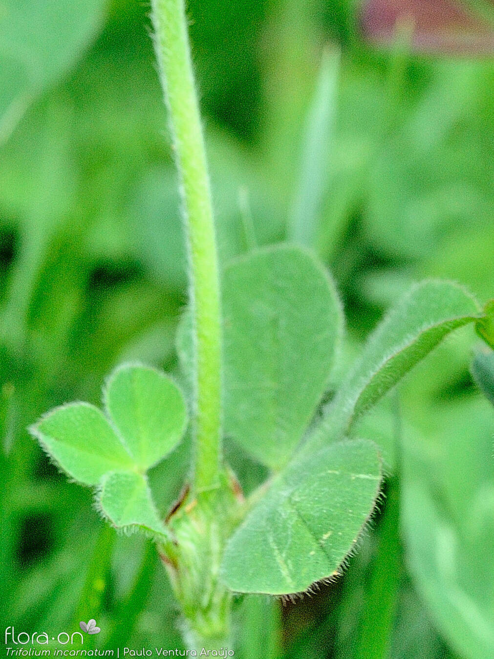 Trifolium incarnatum - Folha | Paulo Ventura Araújo; CC BY-NC 4.0