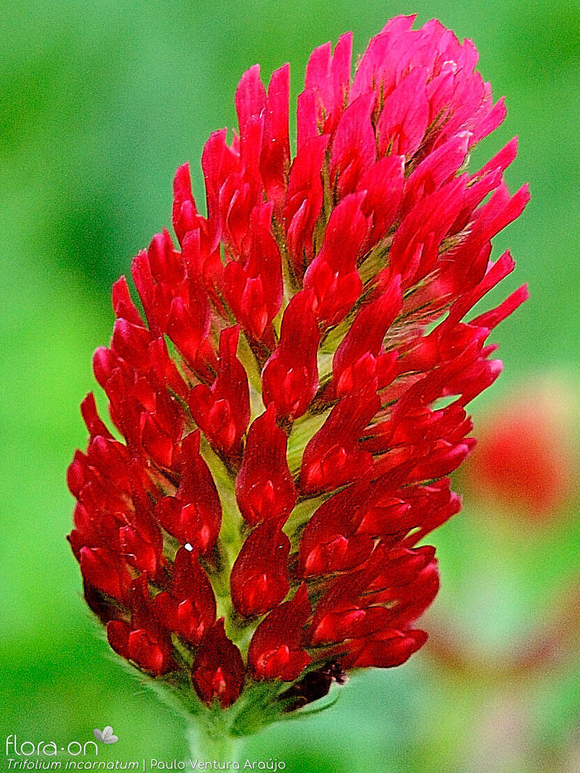 Trifolium incarnatum - Flor (geral) | Paulo Ventura Araújo; CC BY-NC 4.0