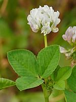 Trifolium isthmocarpum