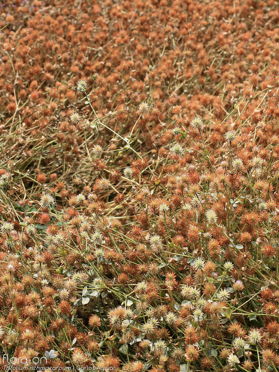 Trifolium isthmocarpum - Hábito | Carlos Aguiar; CC BY-NC 4.0