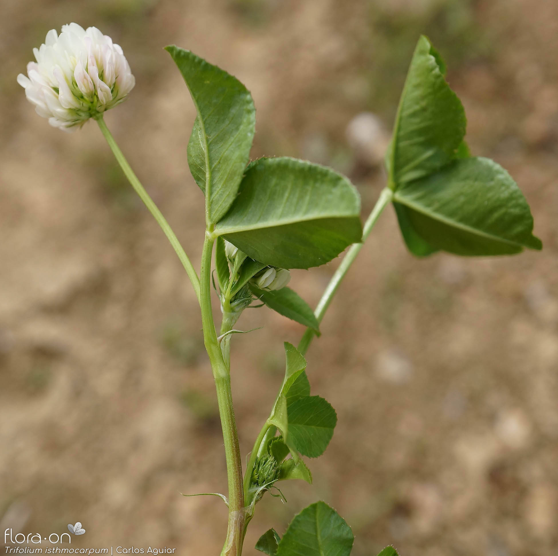 Trifolium isthmocarpum - Folha (geral) | Carlos Aguiar; CC BY-NC 4.0