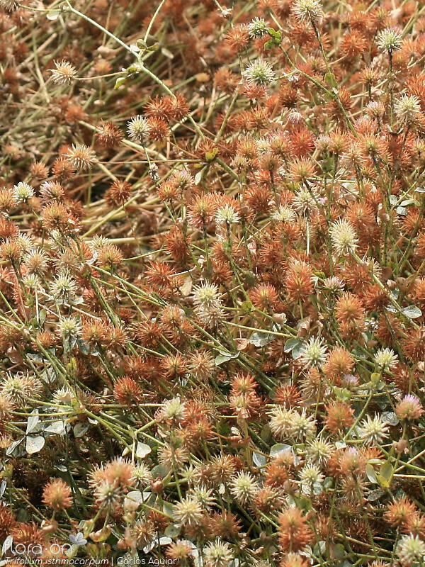 Trifolium isthmocarpum - Hábito | Carlos Aguiar; CC BY-NC 4.0