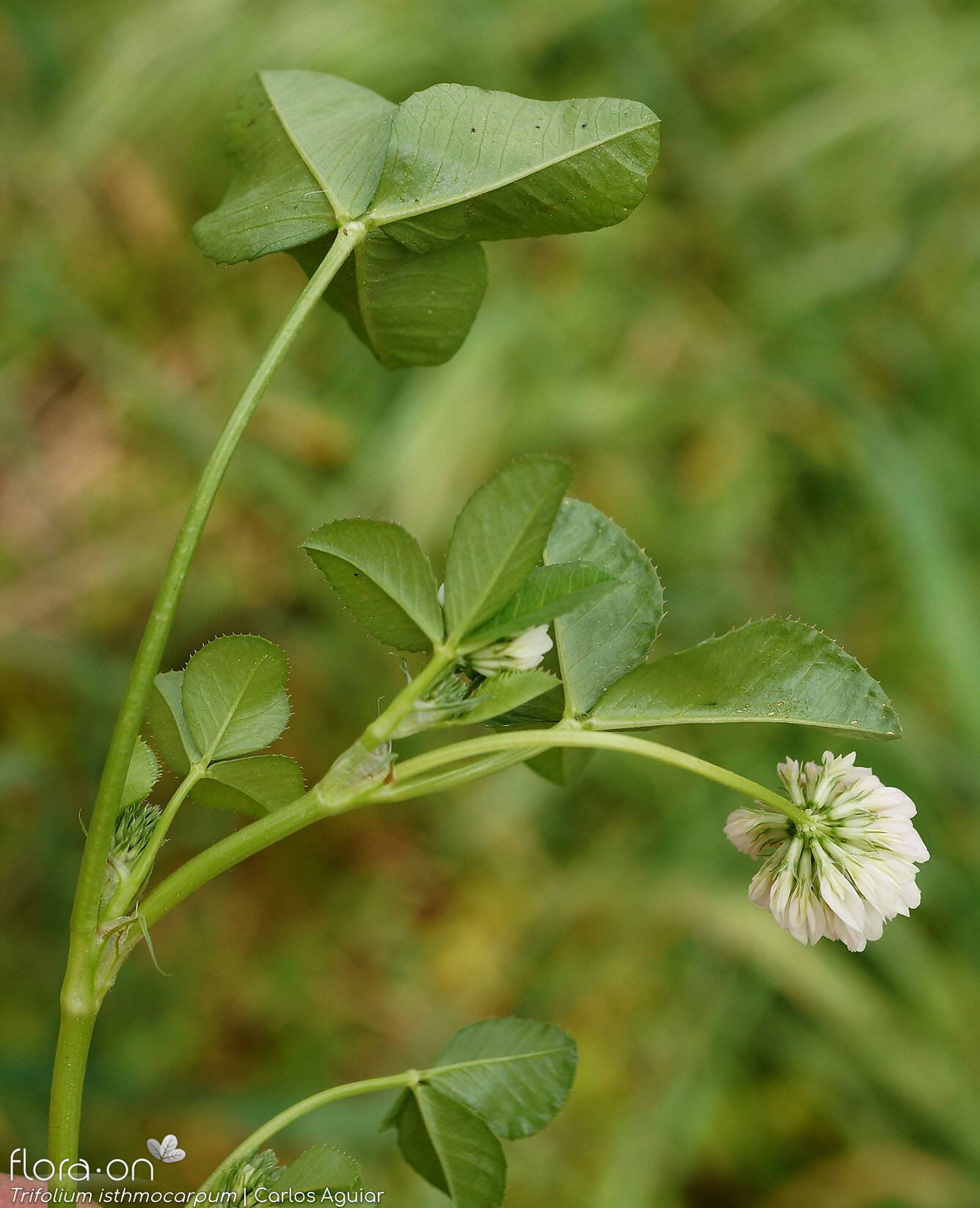Trifolium isthmocarpum - Folha (geral) | Carlos Aguiar; CC BY-NC 4.0