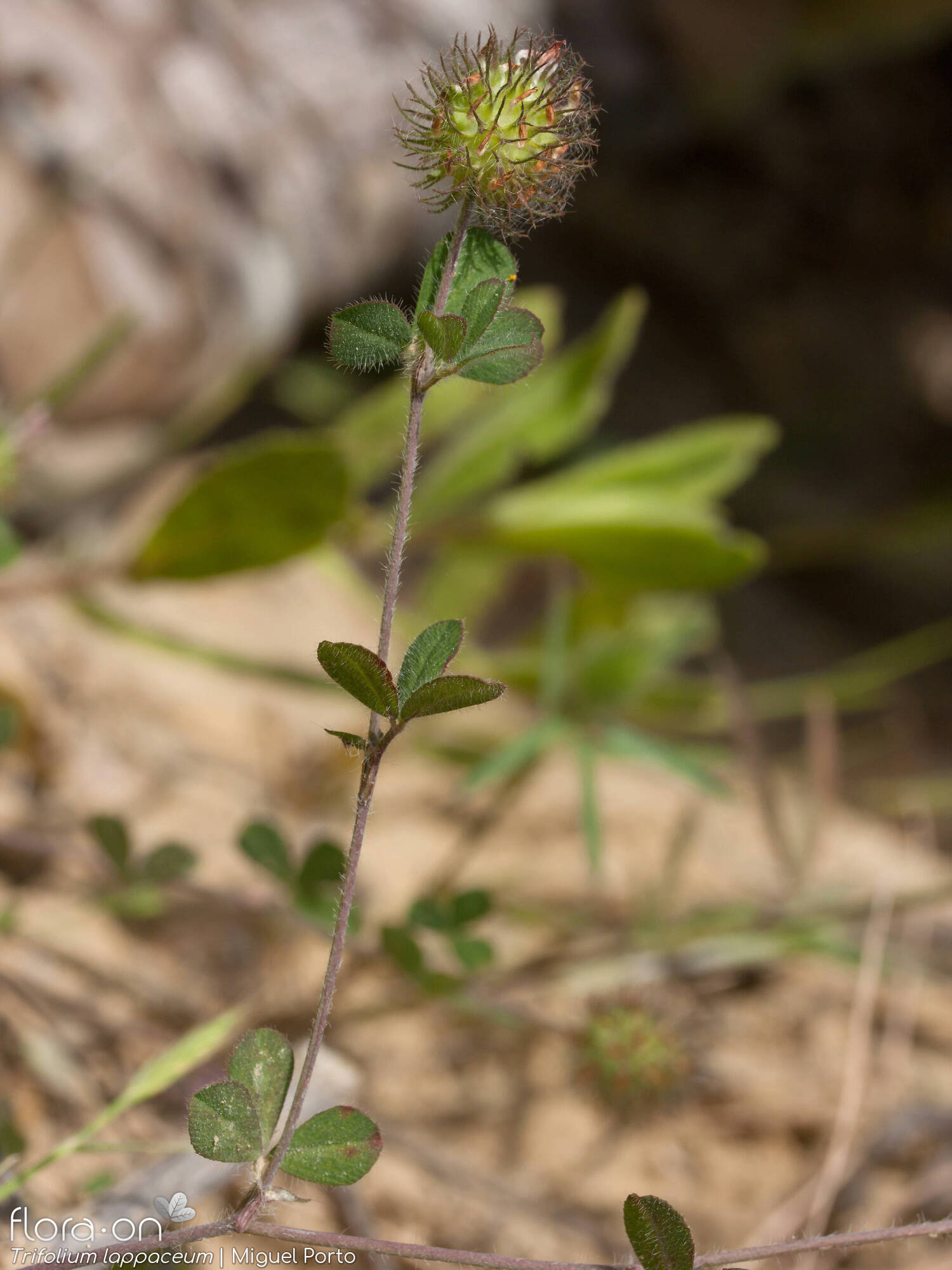 Trifolium lappaceum - Hábito | Miguel Porto; CC BY-NC 4.0