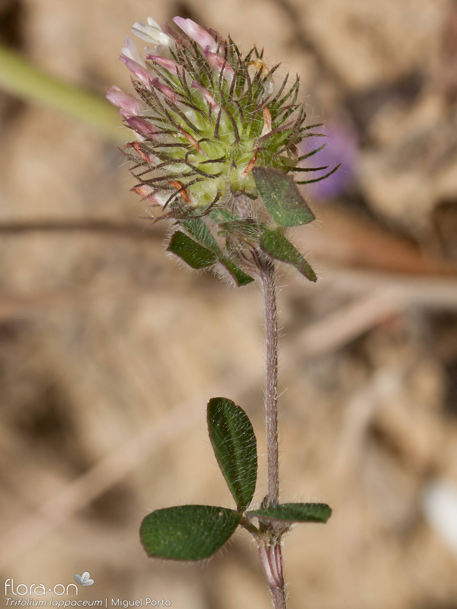 Trifolium lappaceum - Flor (geral) | Miguel Porto; CC BY-NC 4.0