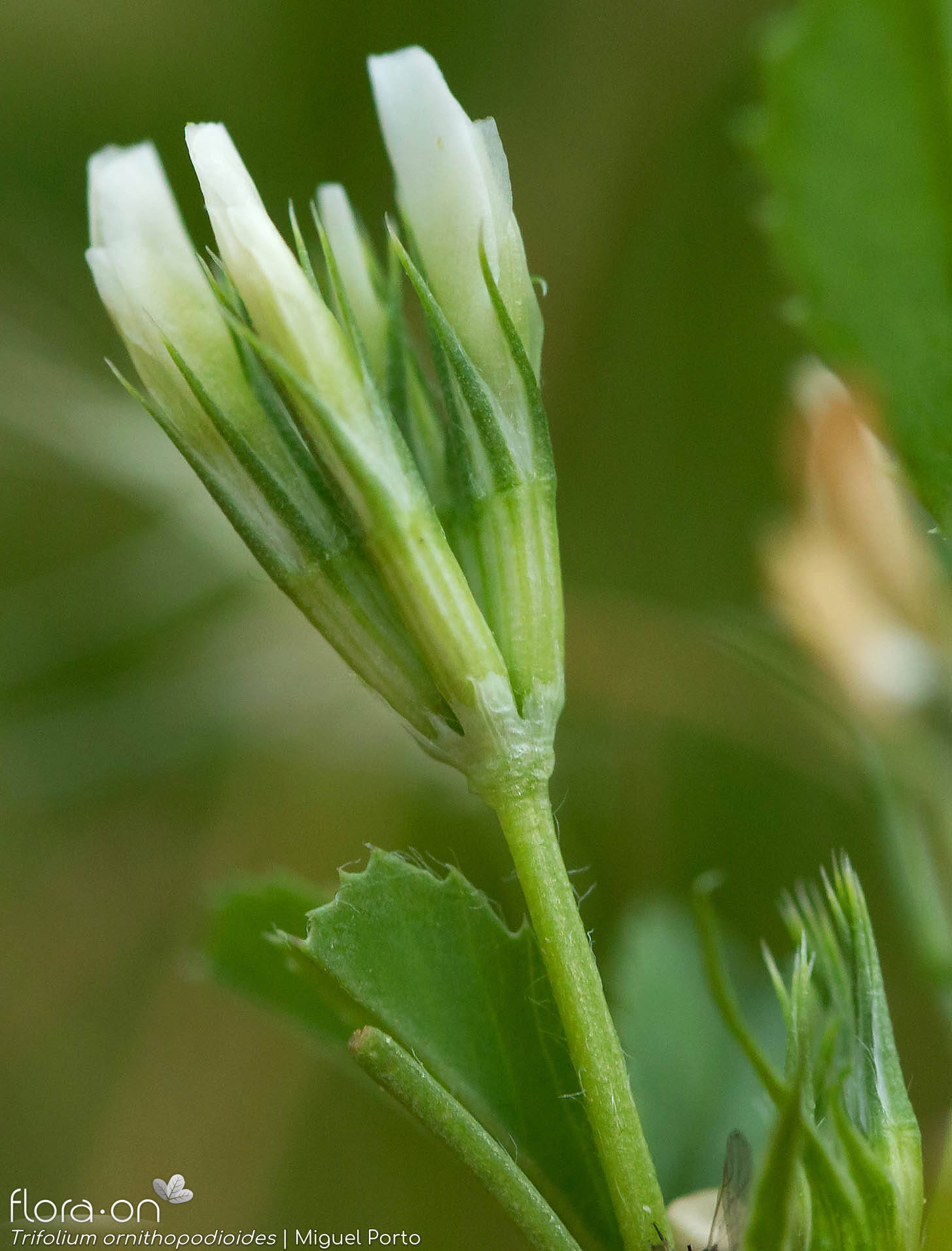 Trifolium ornithopodioides - Flor (close-up) | Miguel Porto; CC BY-NC 4.0