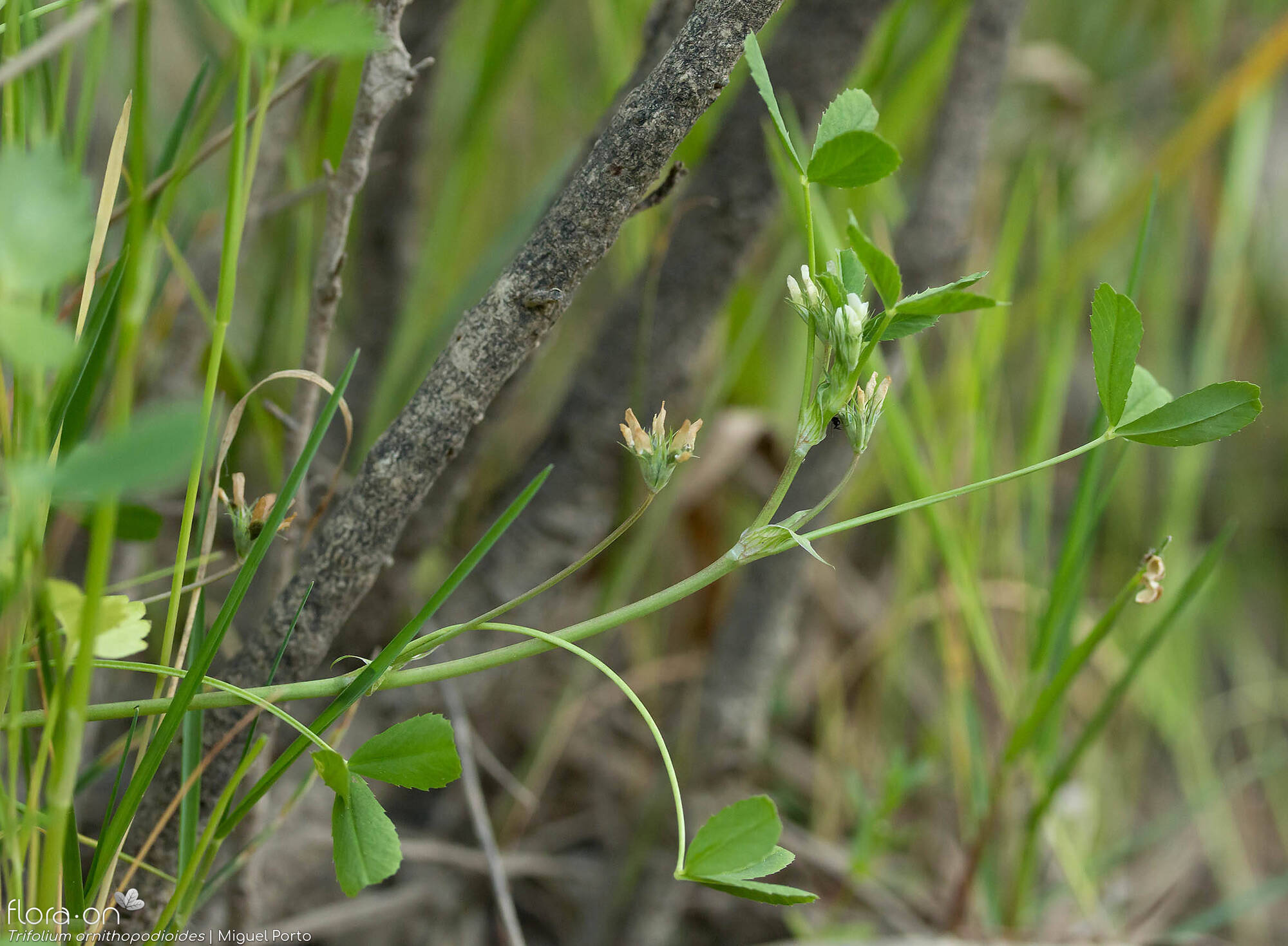 Trifolium ornithopodioides - Hábito | Miguel Porto; CC BY-NC 4.0