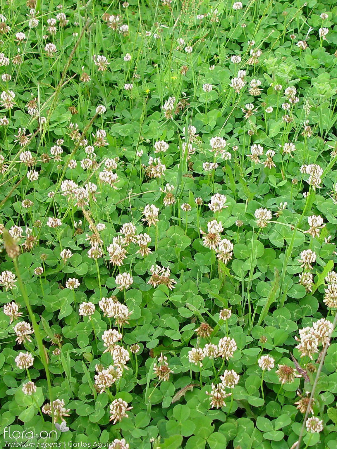 Trifolium repens - Hábito | Carlos Aguiar; CC BY-NC 4.0