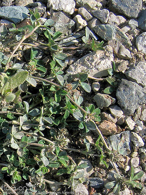 Trifolium scabrum - Hábito | João Domingues Almeida; CC BY-NC 4.0