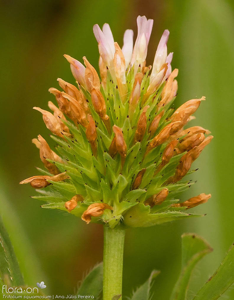 Trifolium squamosum - Flor (geral) | Ana Júlia Pereira; CC BY-NC 4.0