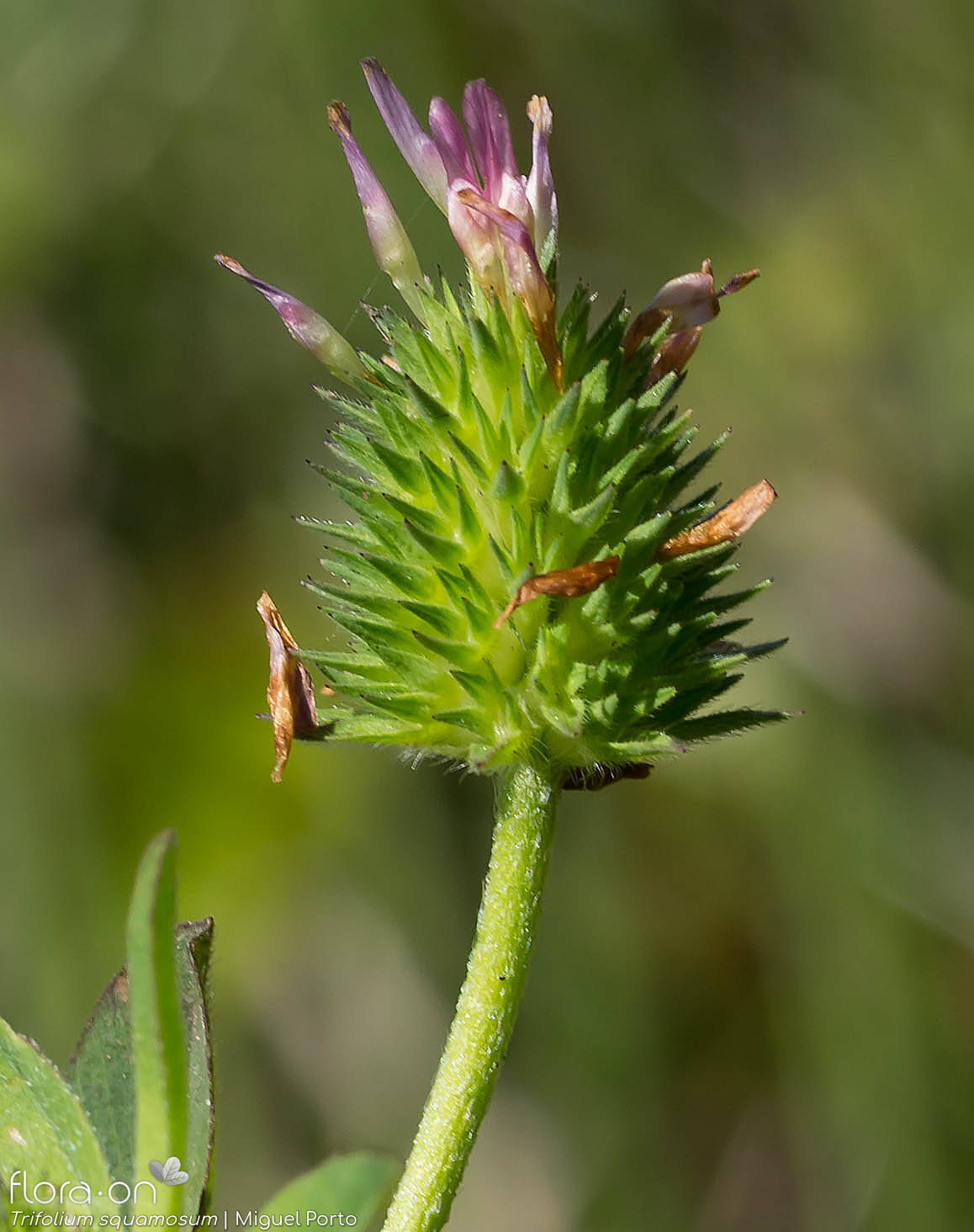 Trifolium squamosum - Flor (geral) | Miguel Porto; CC BY-NC 4.0