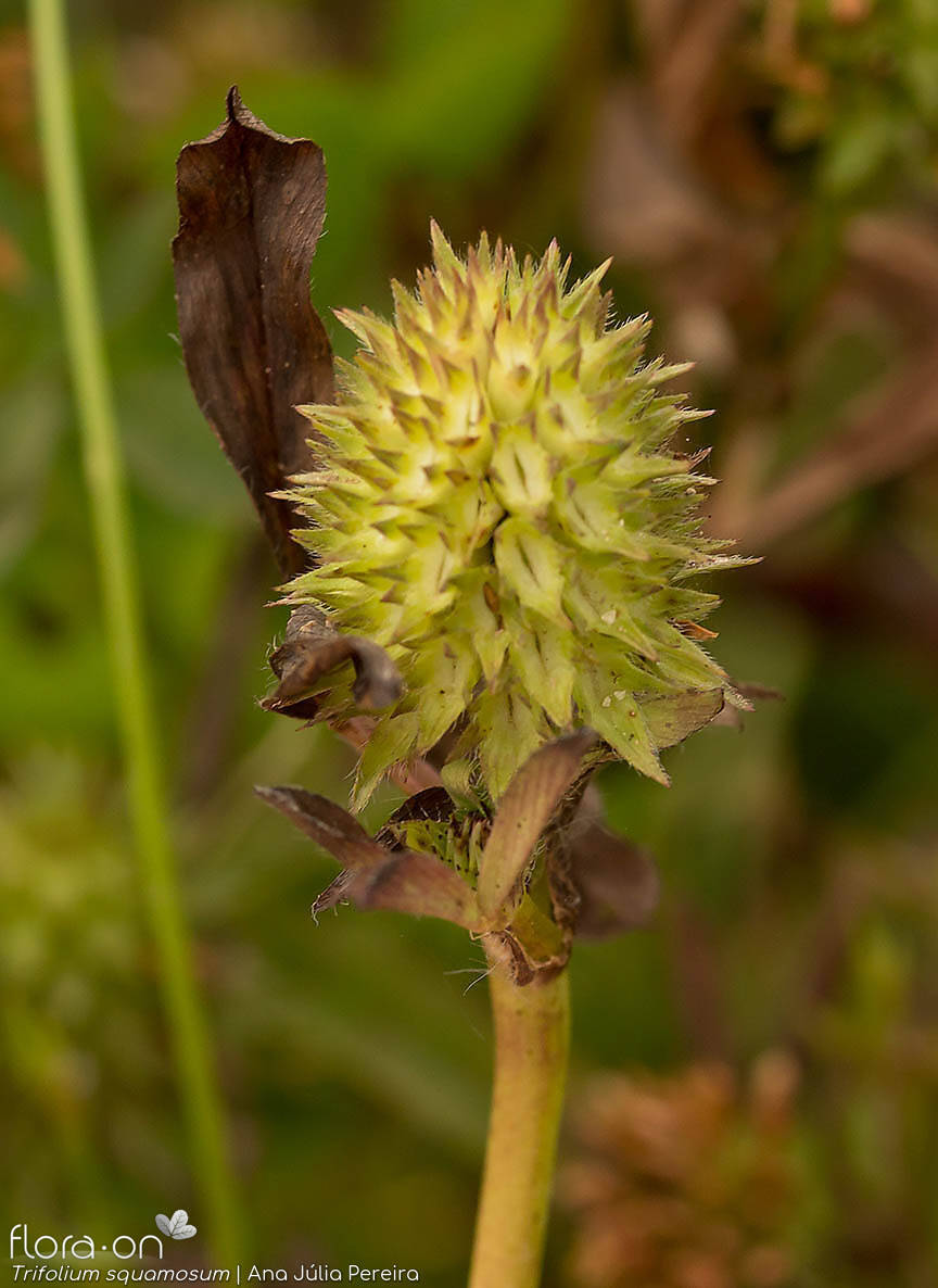 Trifolium squamosum - Fruto | Ana Júlia Pereira; CC BY-NC 4.0