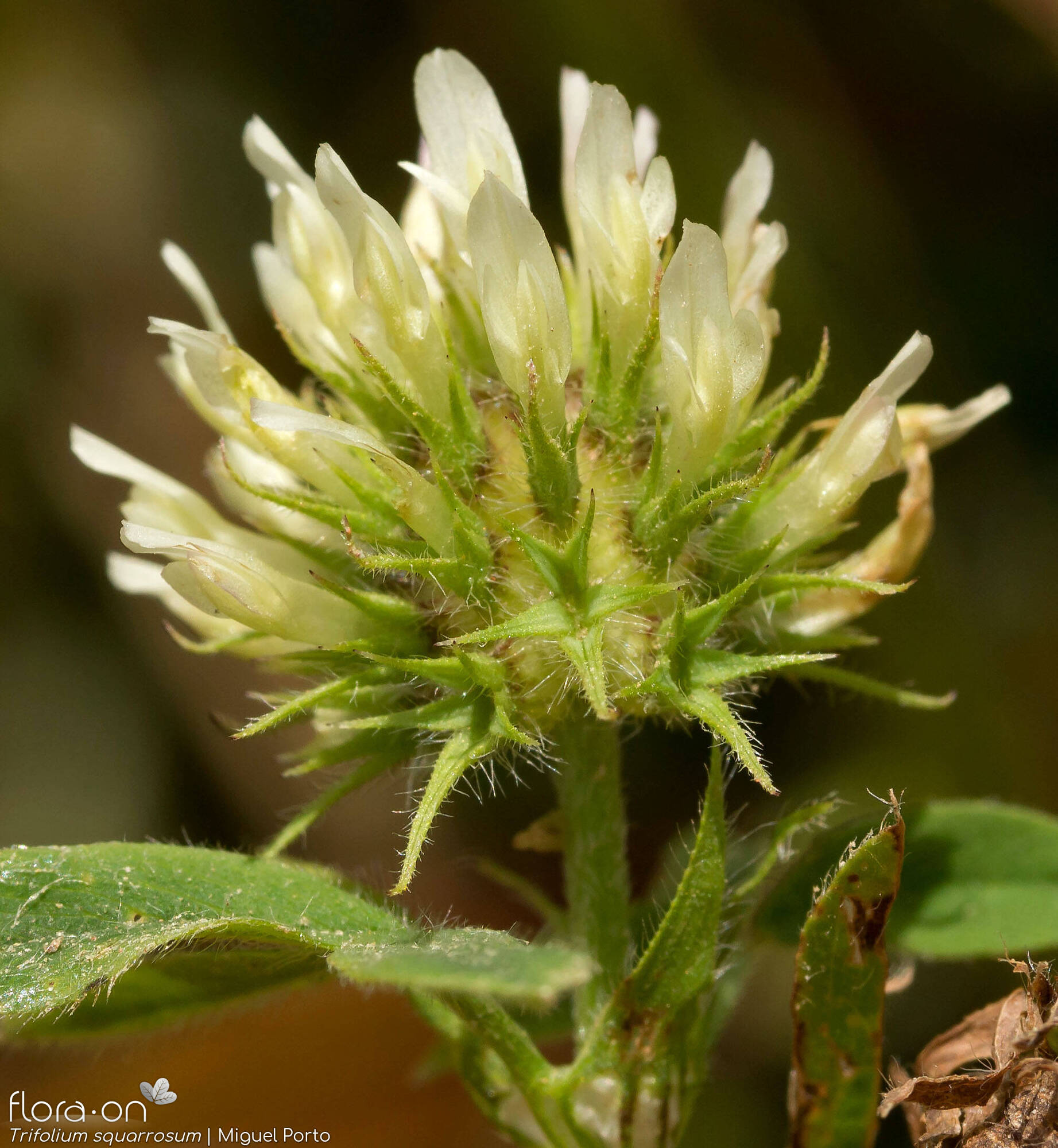 Trifolium squarrosum - Flor (close-up) | Miguel Porto; CC BY-NC 4.0