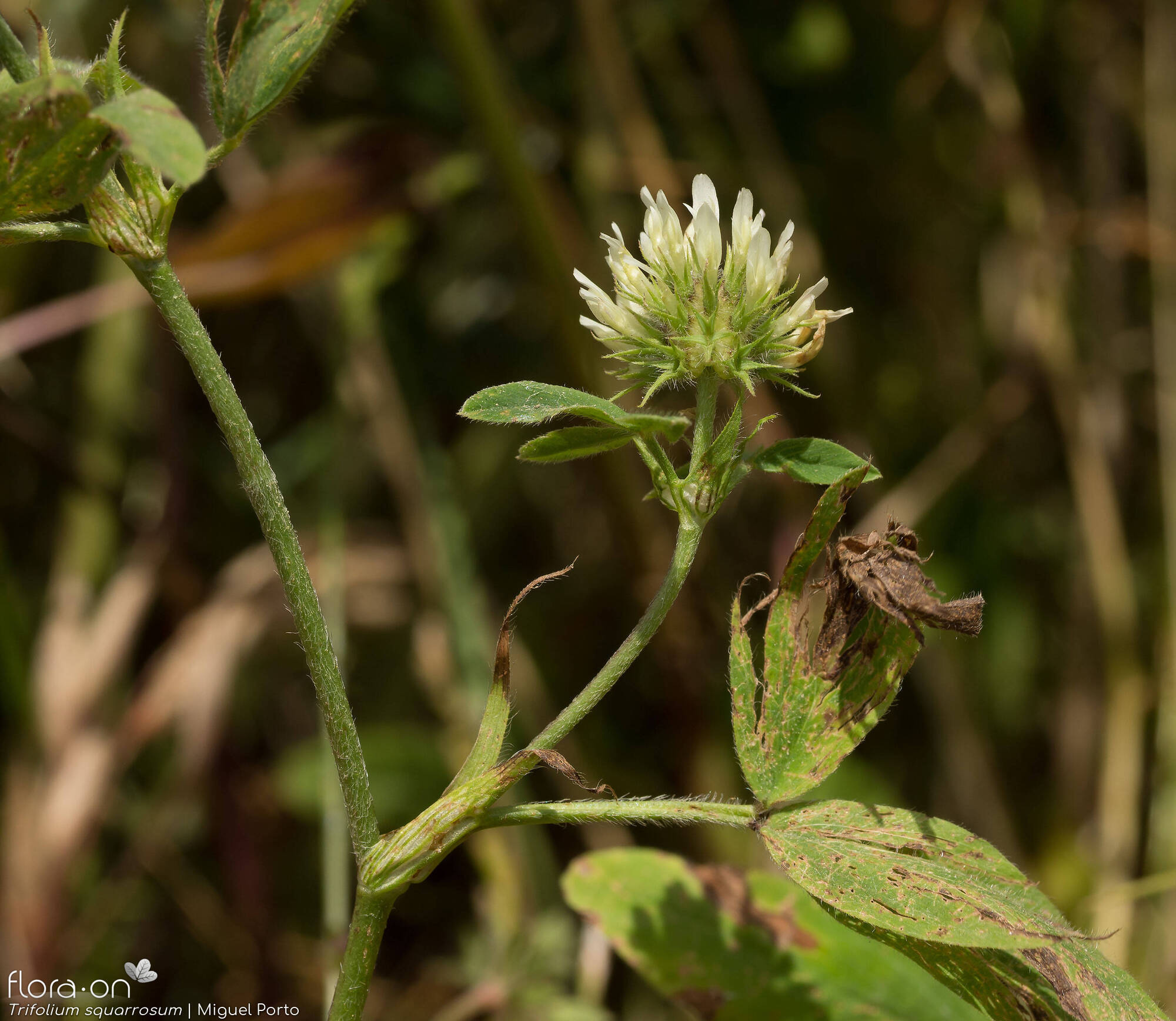 Trifolium squarrosum - Flor (geral) | Miguel Porto; CC BY-NC 4.0