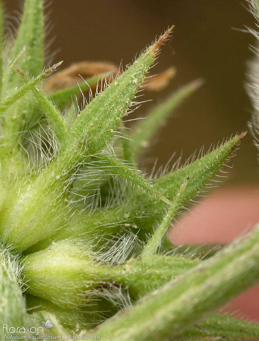 Trifolium squarrosum - Cálice | Miguel Porto; CC BY-NC 4.0