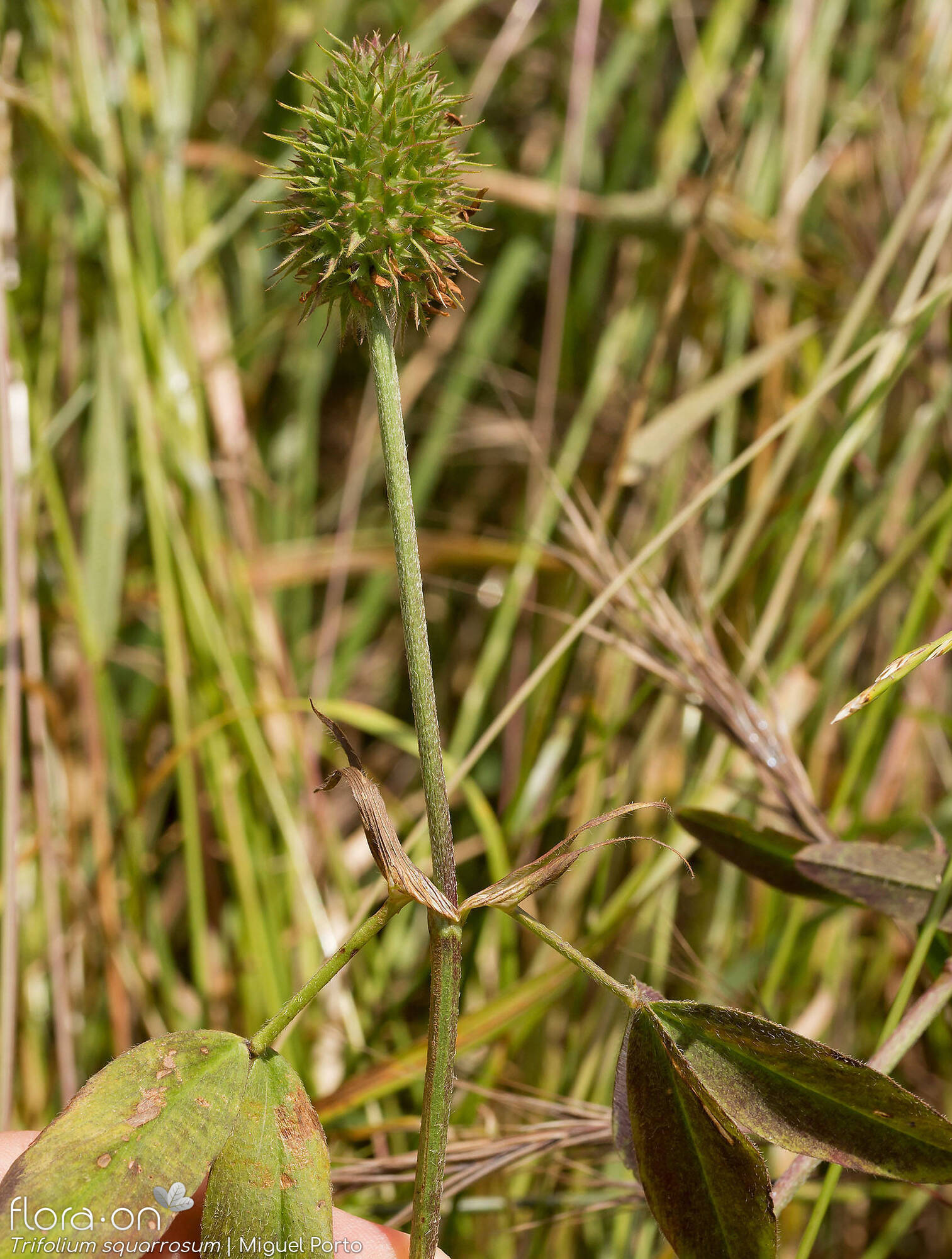 Trifolium squarrosum - Hábito | Miguel Porto; CC BY-NC 4.0