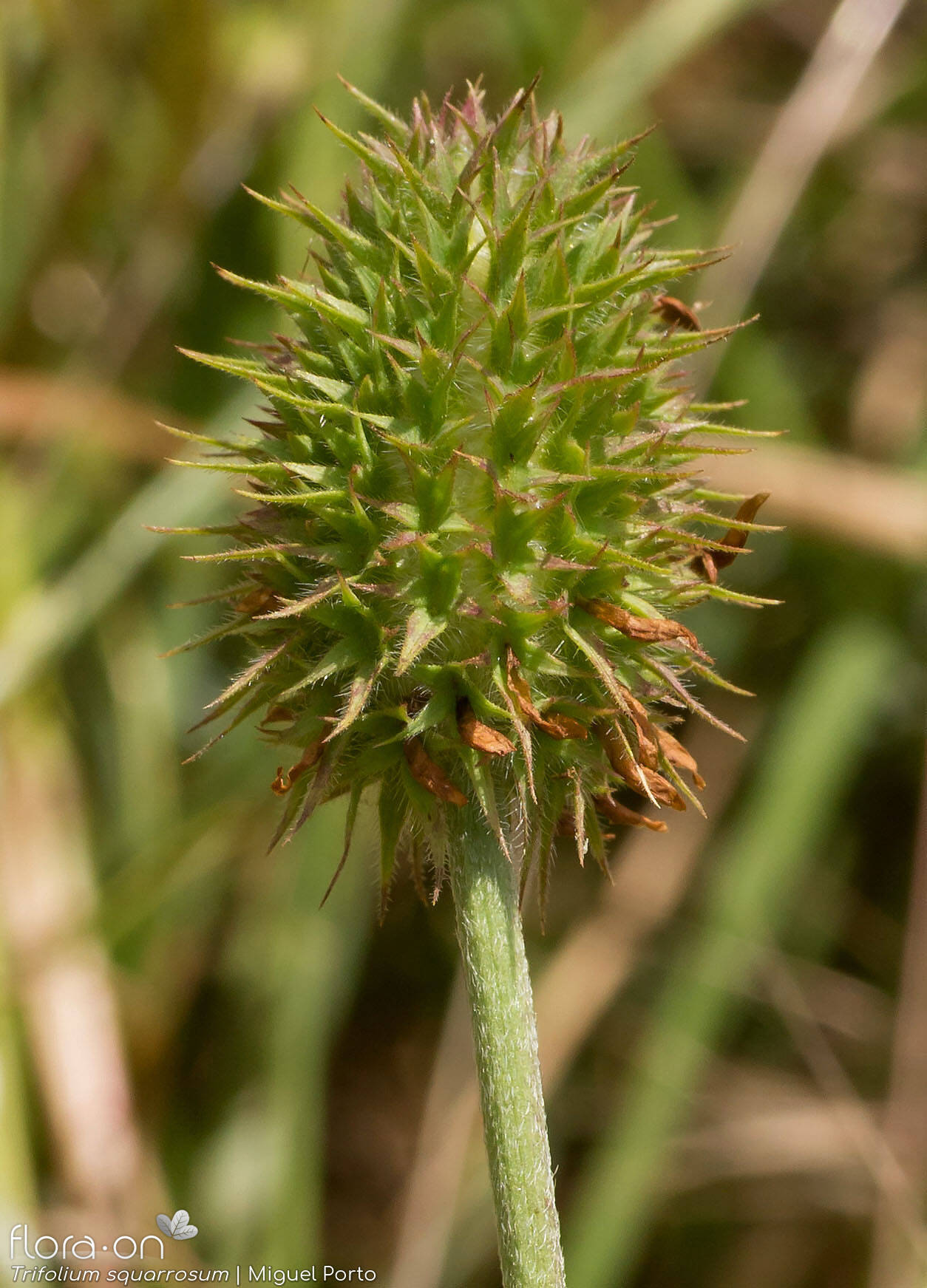 Trifolium squarrosum - Flor (geral) | Miguel Porto; CC BY-NC 4.0