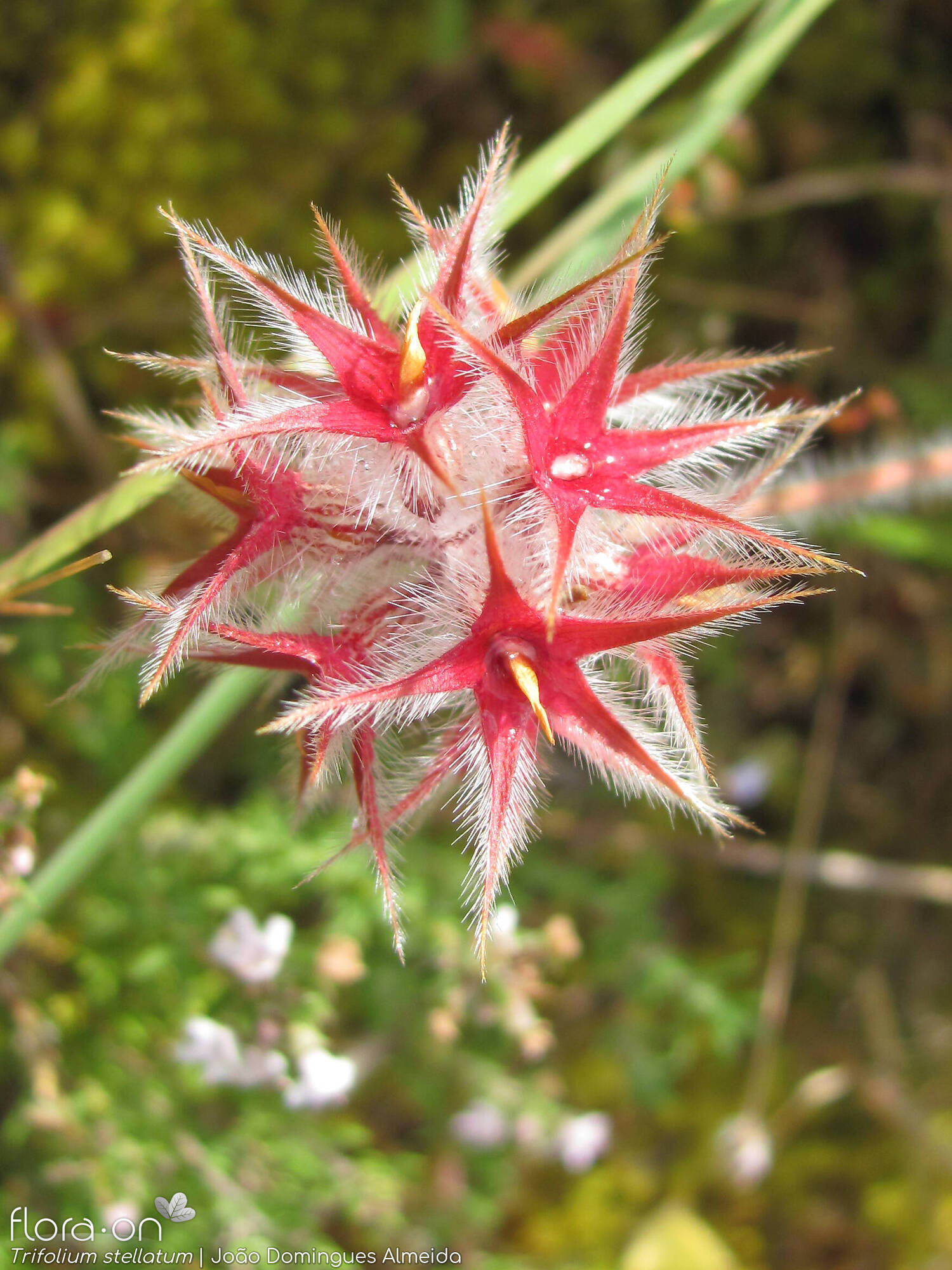 Trifolium stellatum - Flor (close-up) | João Domingues Almeida; CC BY-NC 4.0