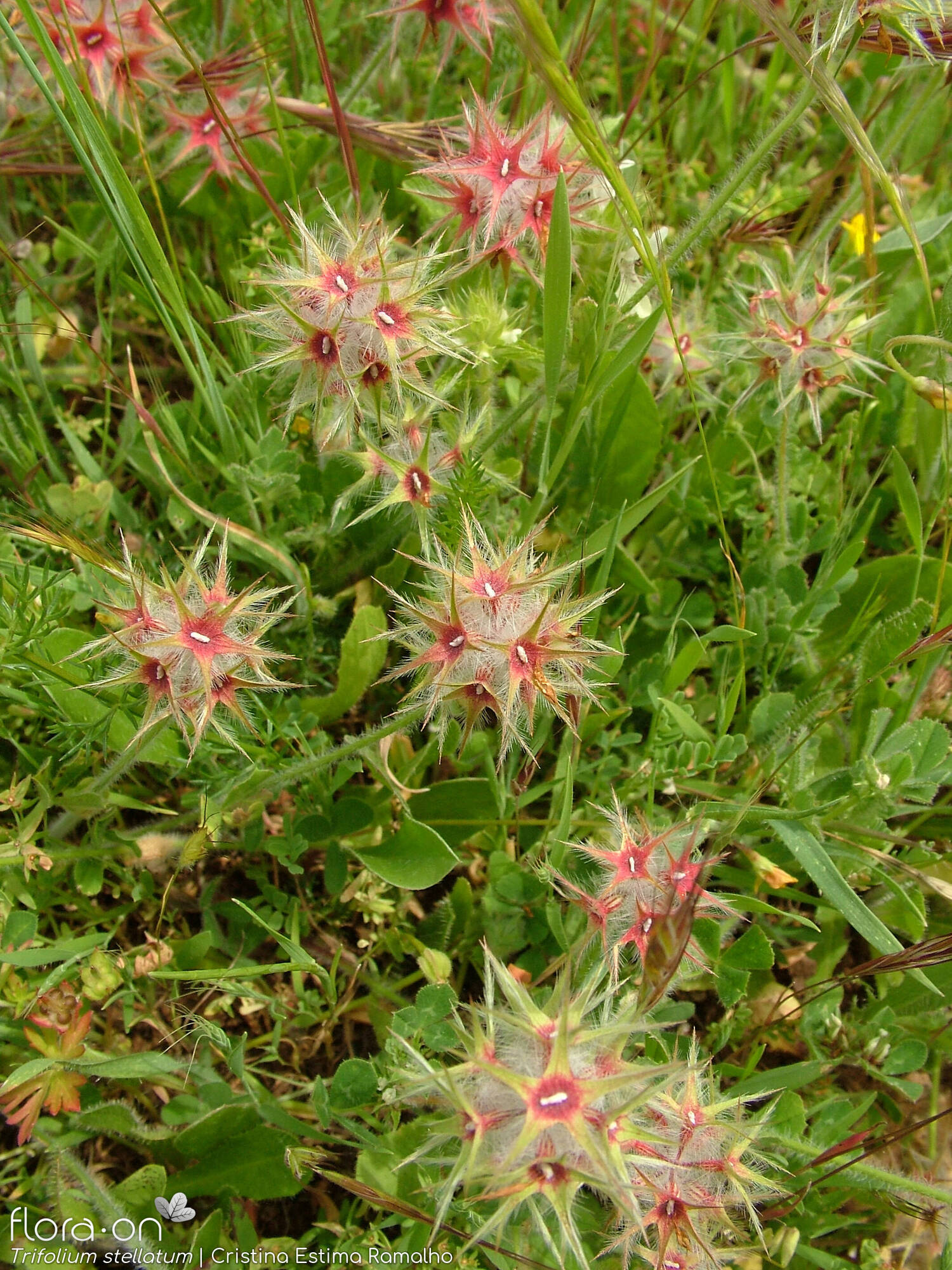 Trifolium stellatum - Hábito | Cristina Estima Ramalho; CC BY-NC 4.0