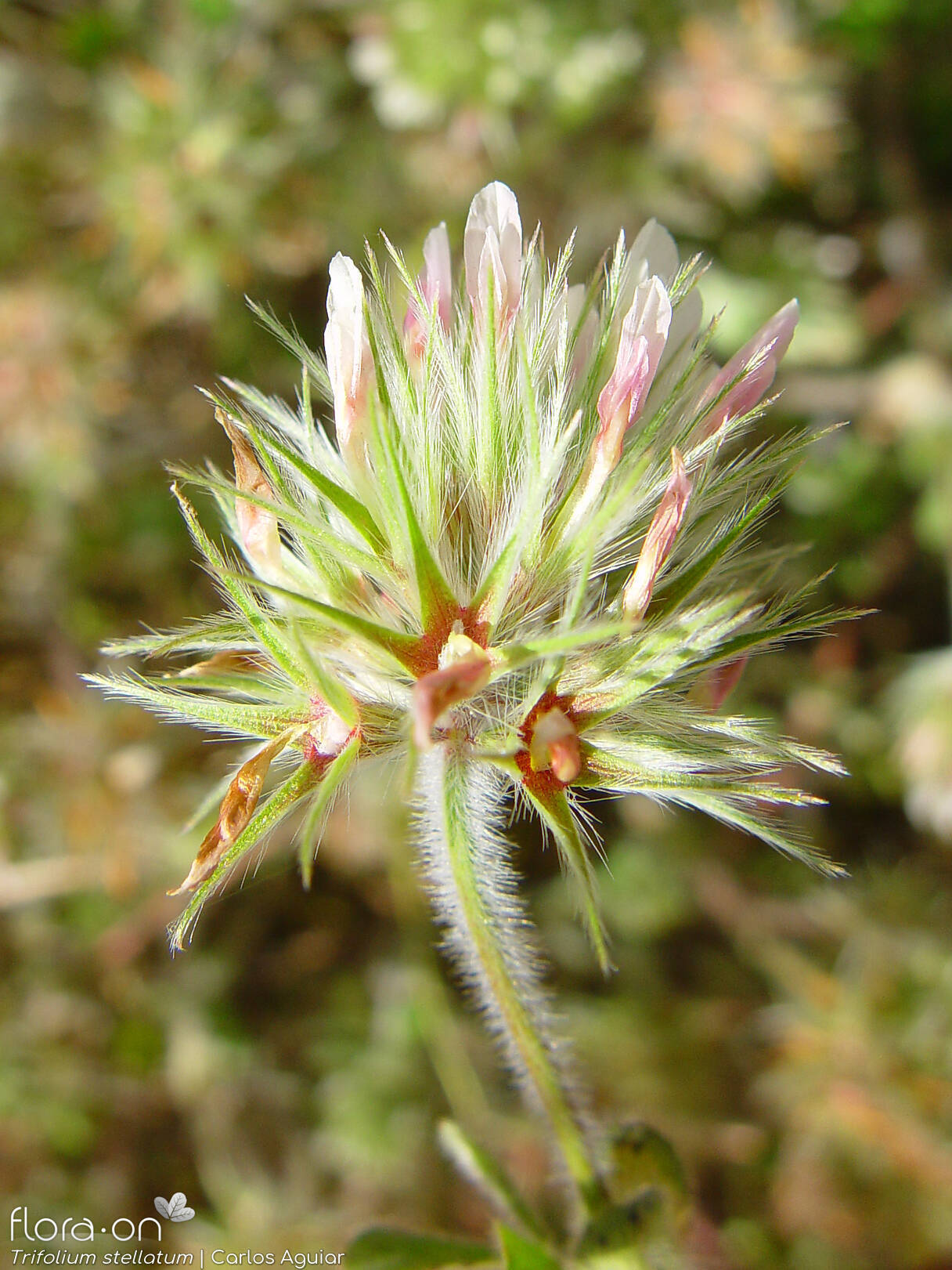 Trifolium stellatum - Flor (close-up) | Carlos Aguiar; CC BY-NC 4.0