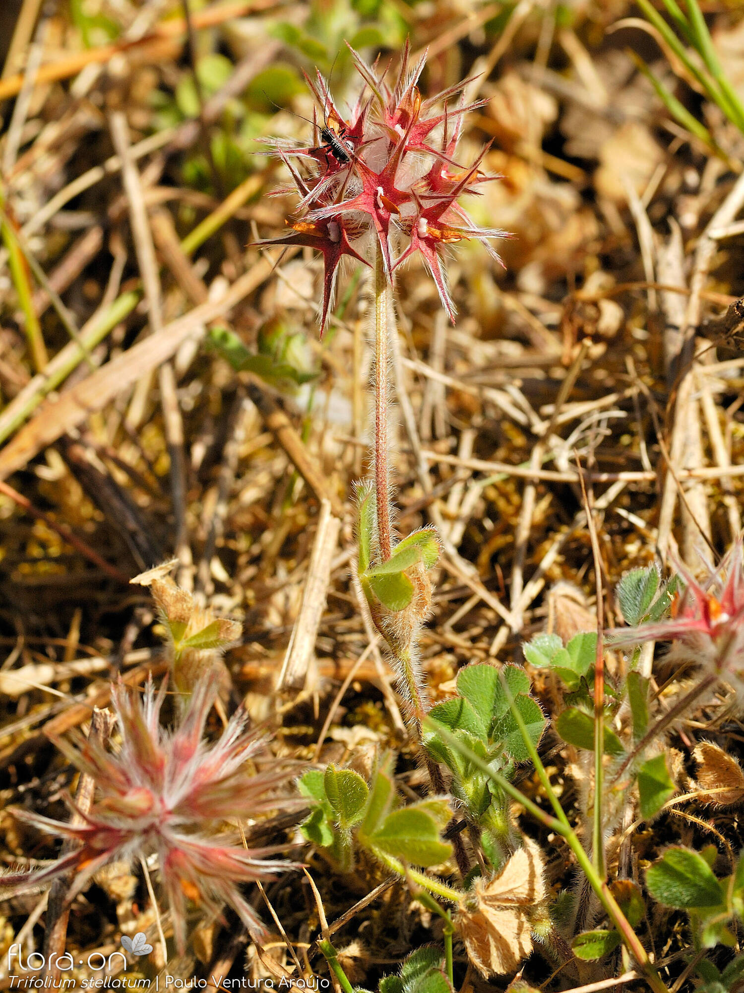 Trifolium stellatum - Hábito | Paulo Ventura Araújo; CC BY-NC 4.0