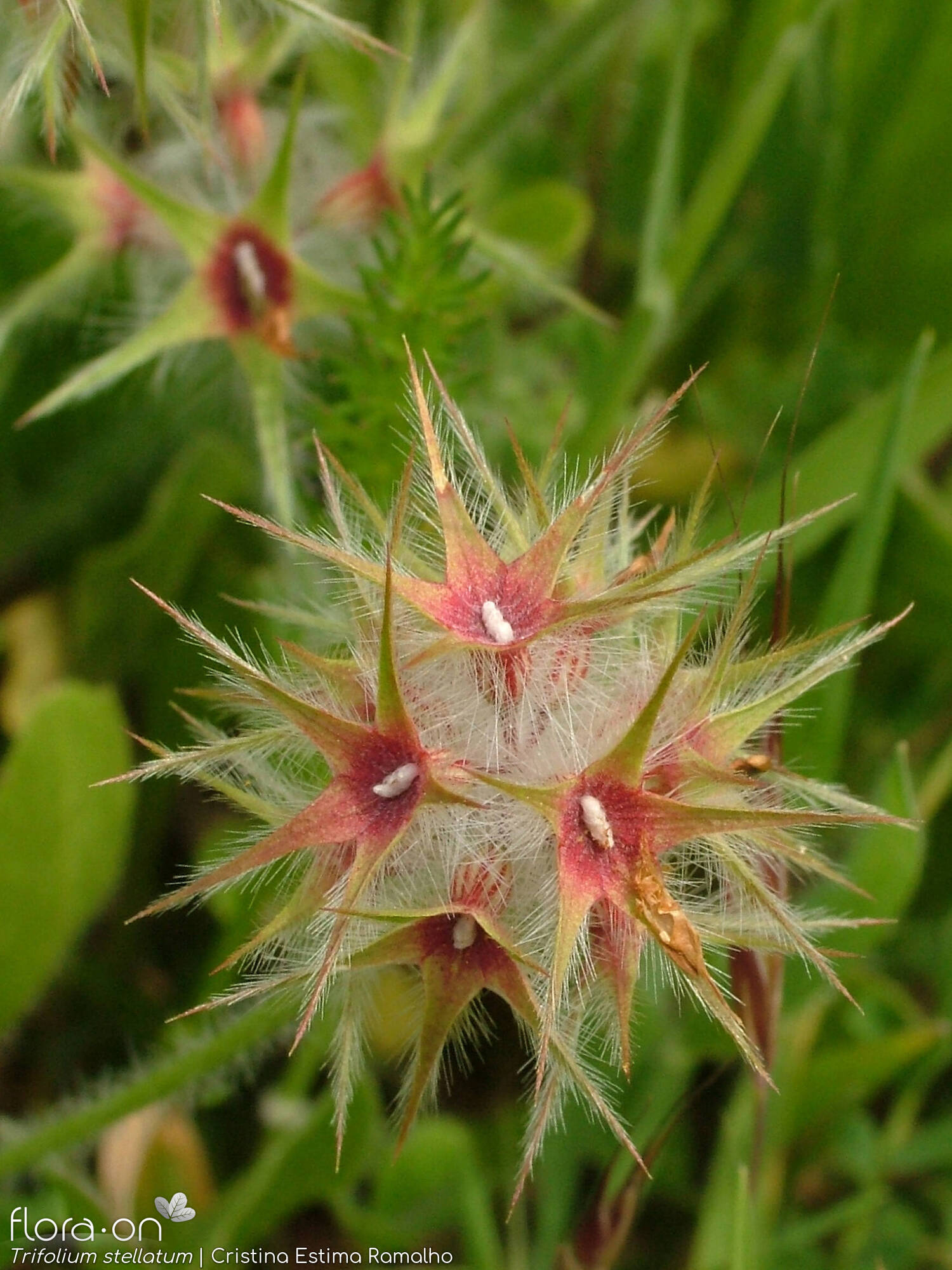 Trifolium stellatum - Flor (close-up) | Cristina Estima Ramalho; CC BY-NC 4.0
