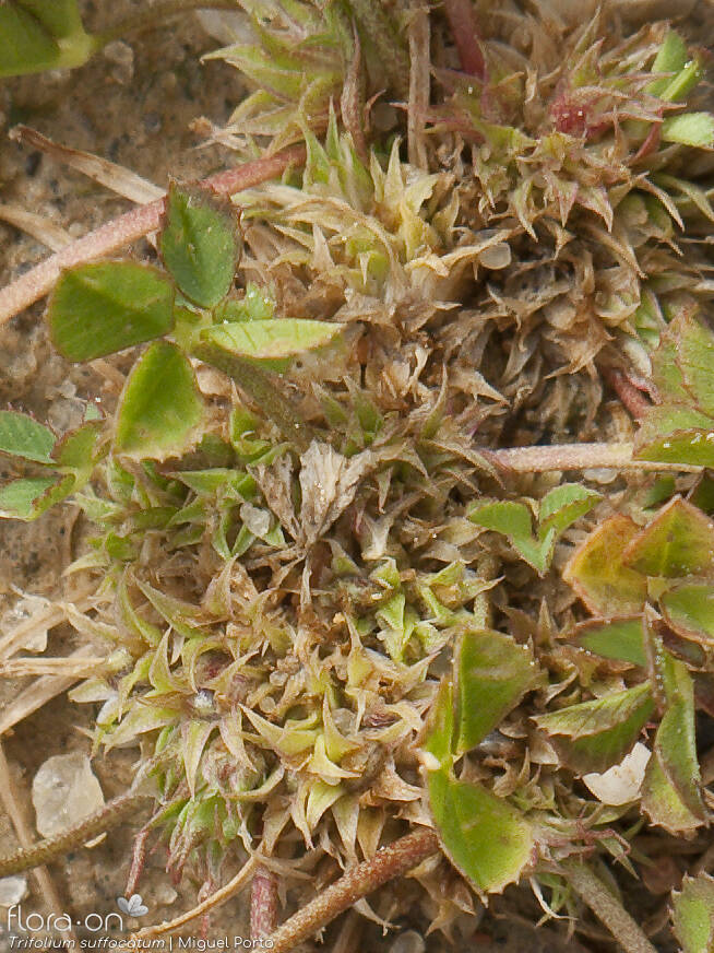 Trifolium suffocatum - Flor (geral) | Miguel Porto; CC BY-NC 4.0