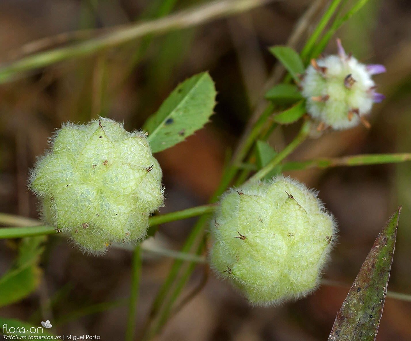 Trifolium tomentosum - Fruto | Miguel Porto; CC BY-NC 4.0