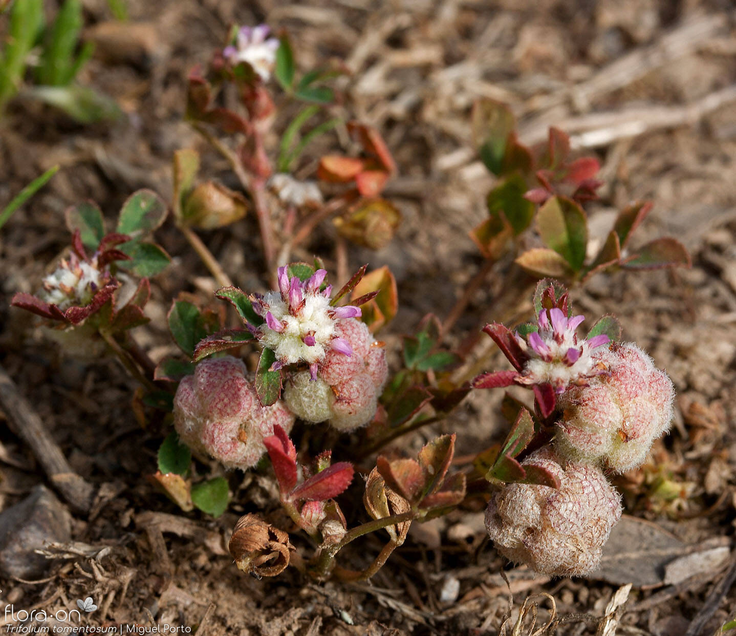 Trifolium tomentosum - Hábito | Miguel Porto; CC BY-NC 4.0