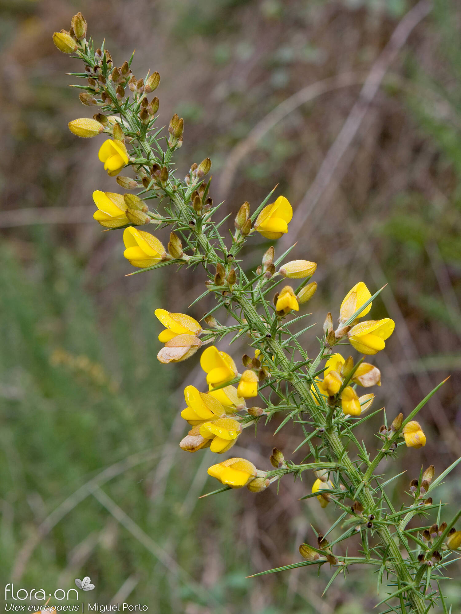 Ulex europaeus latebracteatus - Ramo | Miguel Porto; CC BY-NC 4.0