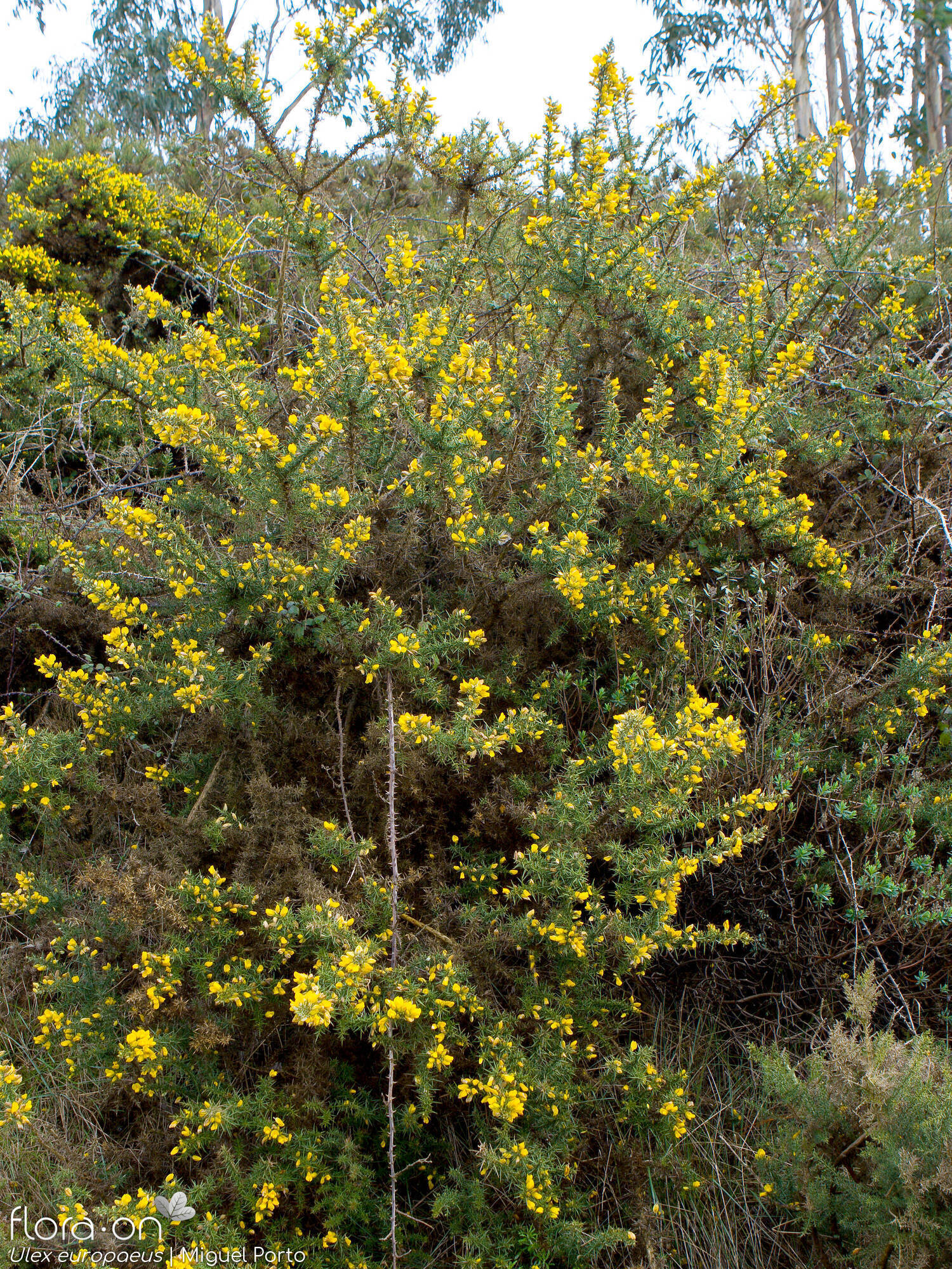 Ulex europaeus latebracteatus - Hábito | Miguel Porto; CC BY-NC 4.0