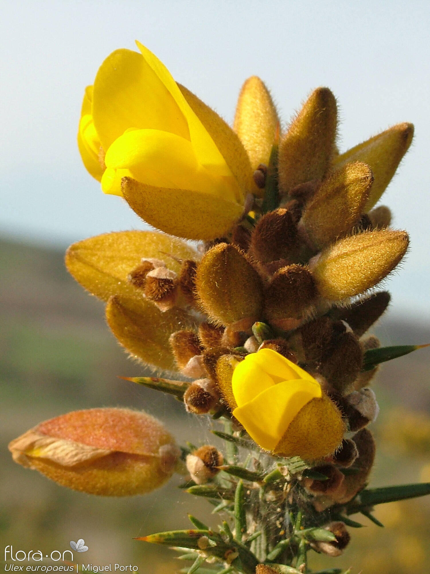 Ulex europaeus latebracteatus - Flor (close-up) | Miguel Porto; CC BY-NC 4.0