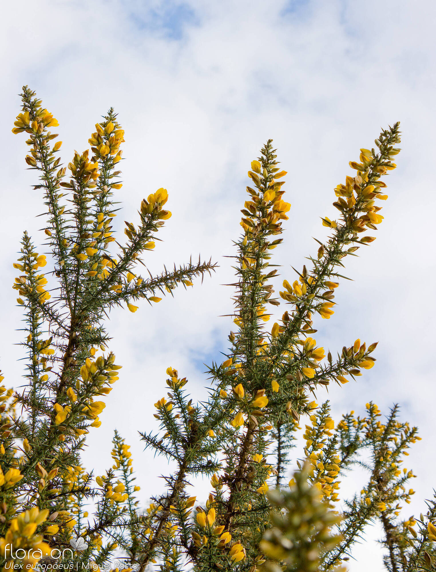 Ulex europaeus latebracteatus - Hábito | Miguel Porto; CC BY-NC 4.0