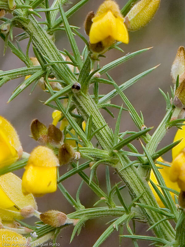 Ulex europaeus latebracteatus - Folha | Miguel Porto; CC BY-NC 4.0