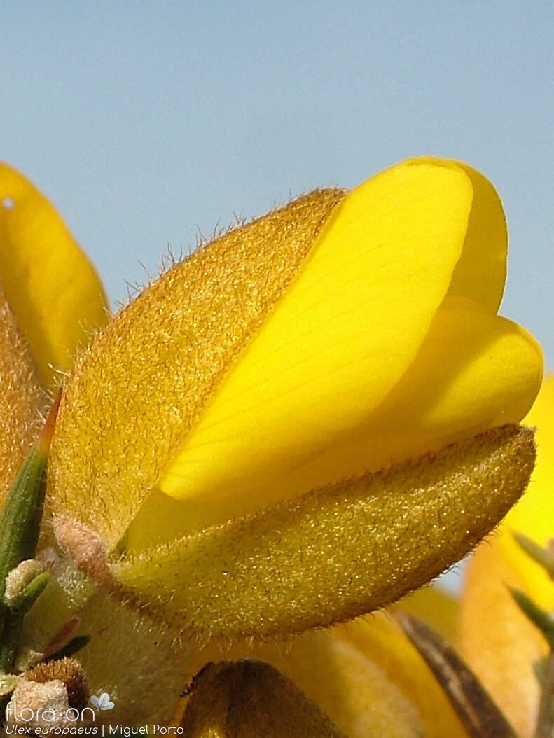 Ulex europaeus latebracteatus - Flor (close-up) | Miguel Porto; CC BY-NC 4.0