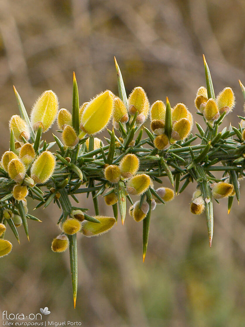 Ulex europaeus latebracteatus - Flor (geral) | Miguel Porto; CC BY-NC 4.0