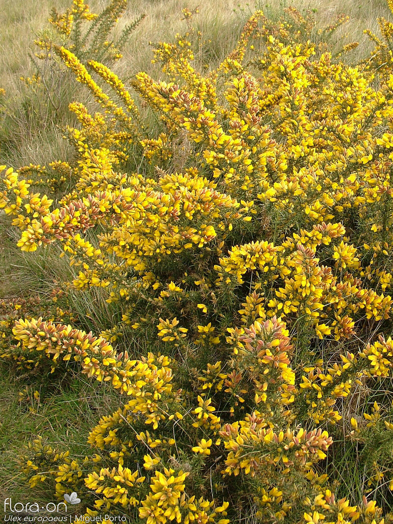 Ulex europaeus latebracteatus - Hábito | Miguel Porto; CC BY-NC 4.0