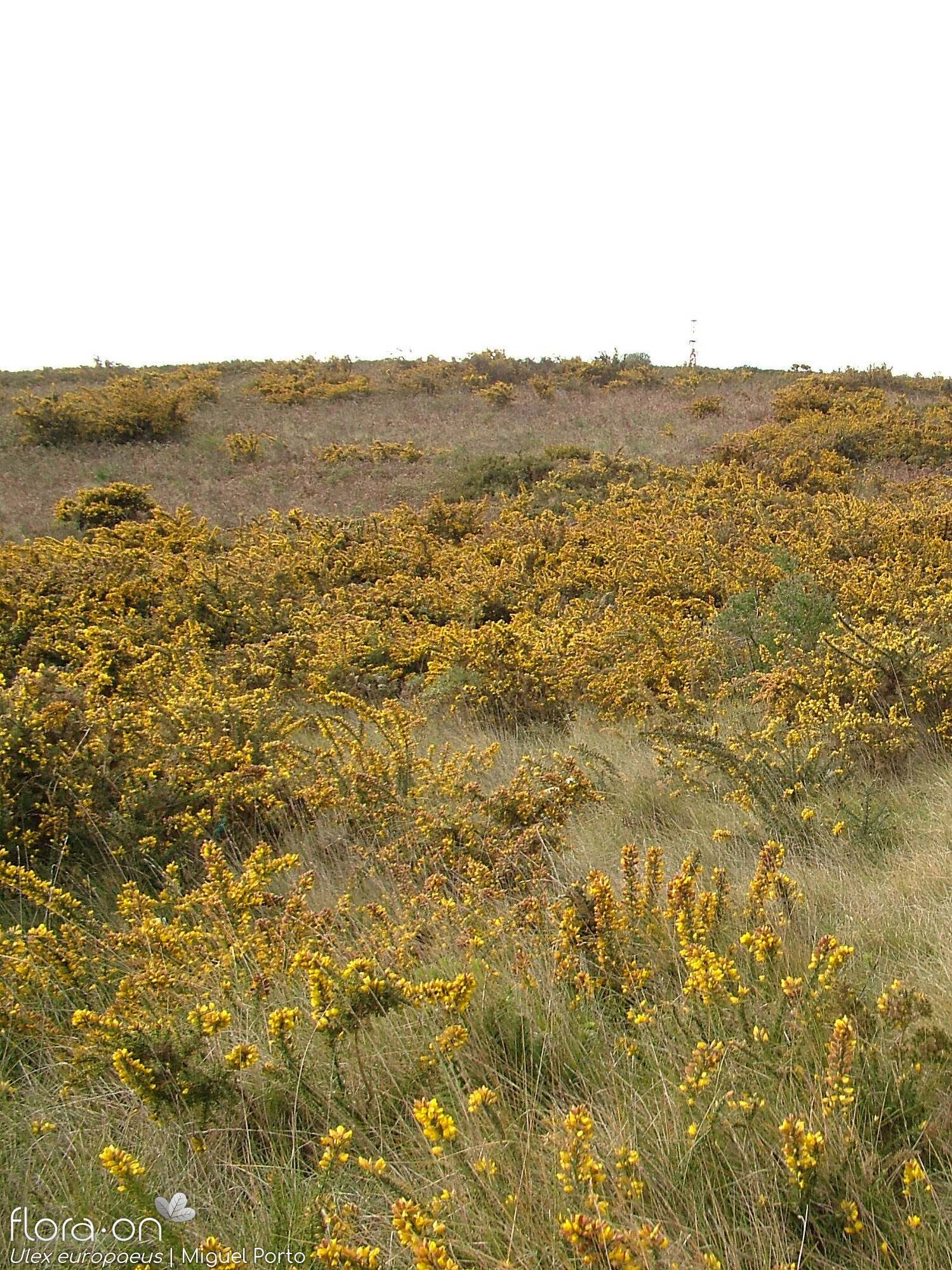 Ulex europaeus latebracteatus - Habitat | Miguel Porto; CC BY-NC 4.0