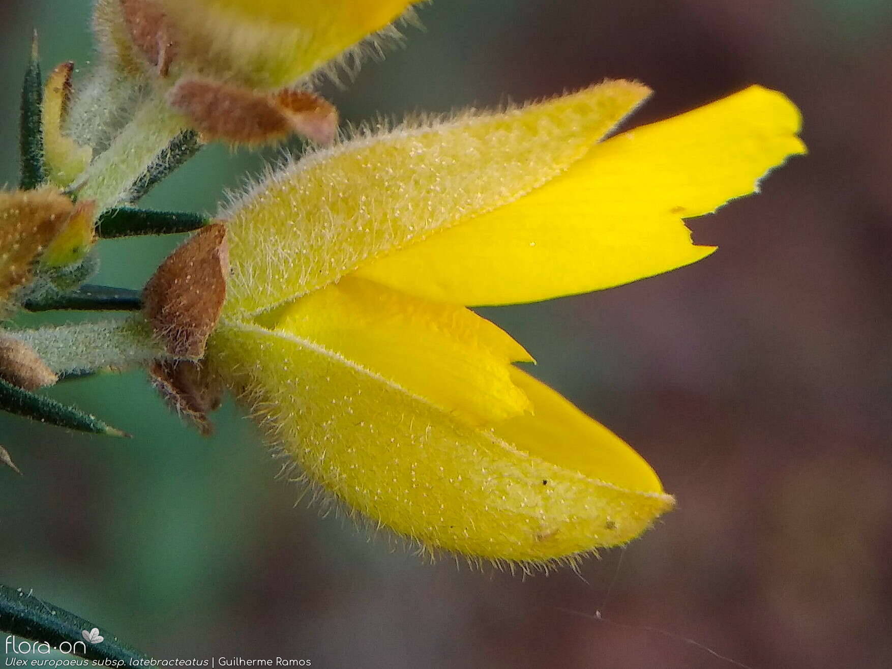 Ulex europaeus latebracteatus - Flor (close-up) | Guilherme Ramos; CC BY-NC 4.0