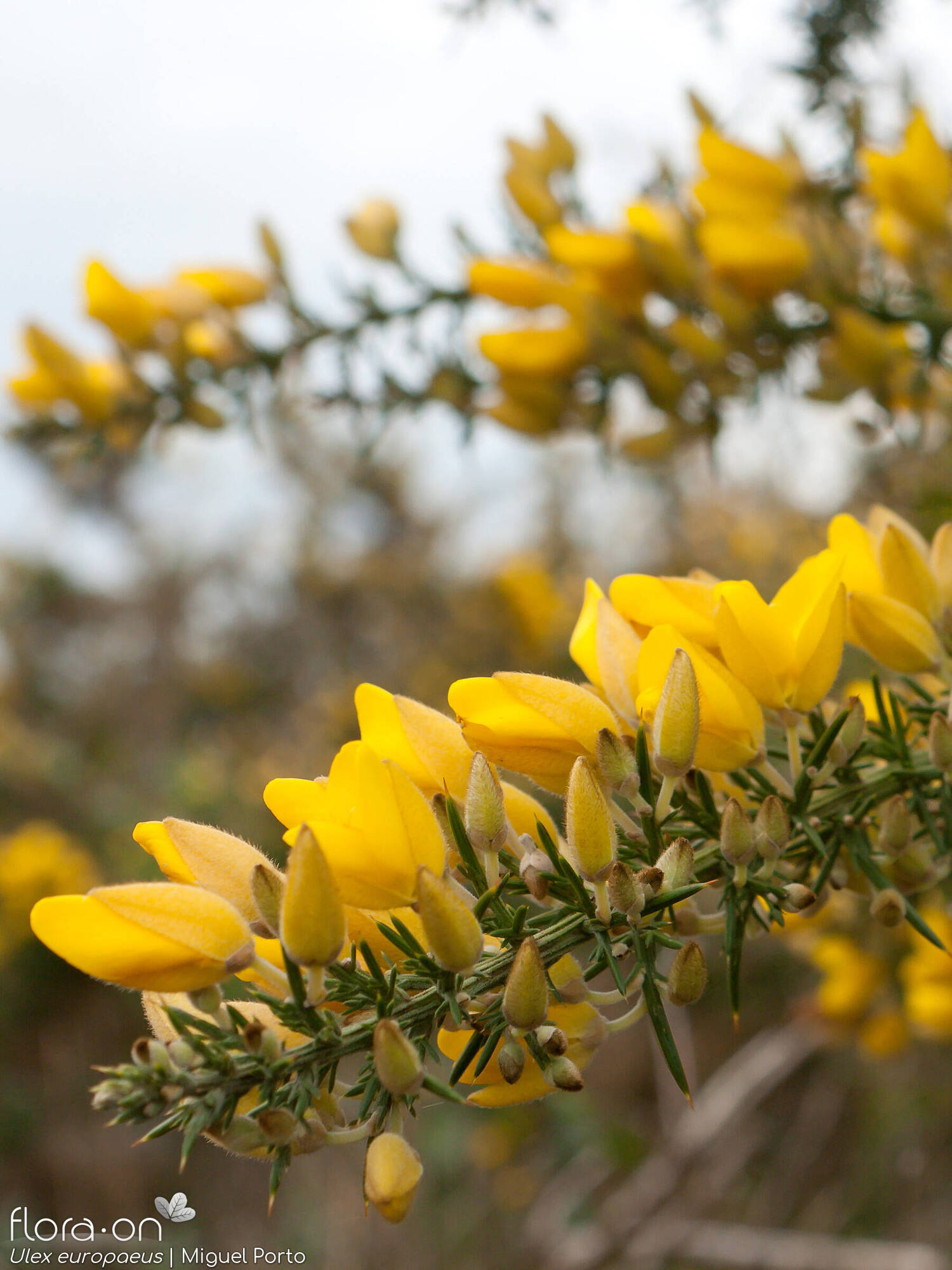 Ulex europaeus latebracteatus - Flor (geral) | Miguel Porto; CC BY-NC 4.0