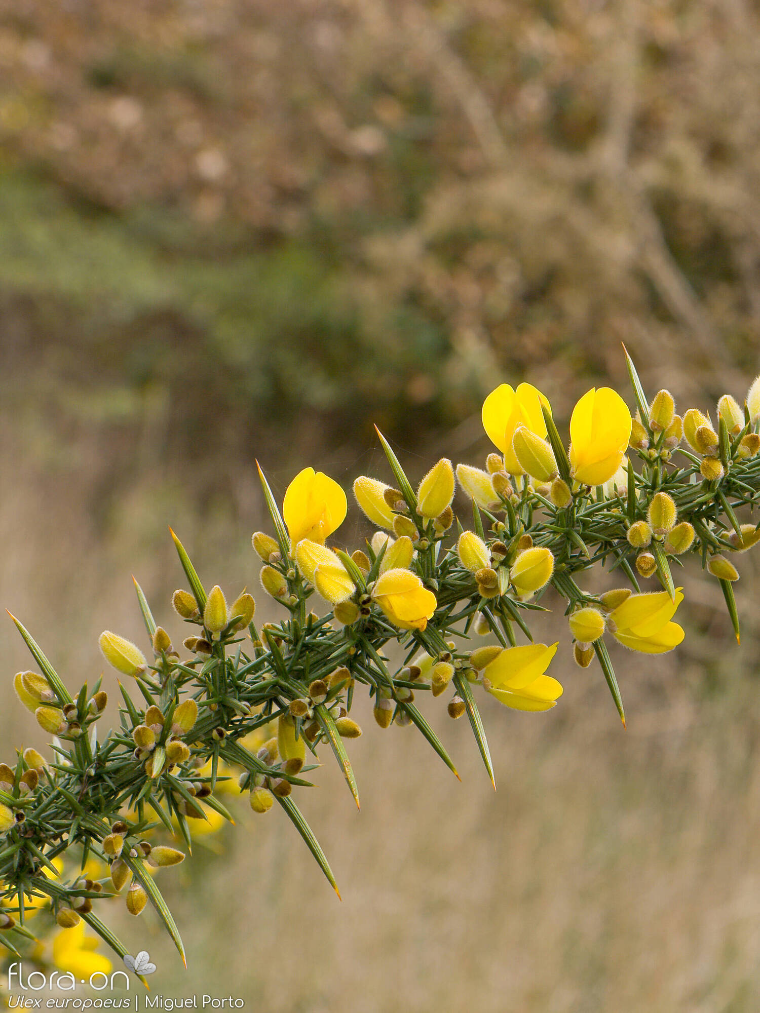 Ulex europaeus latebracteatus - Flor (geral) | Miguel Porto; CC BY-NC 4.0